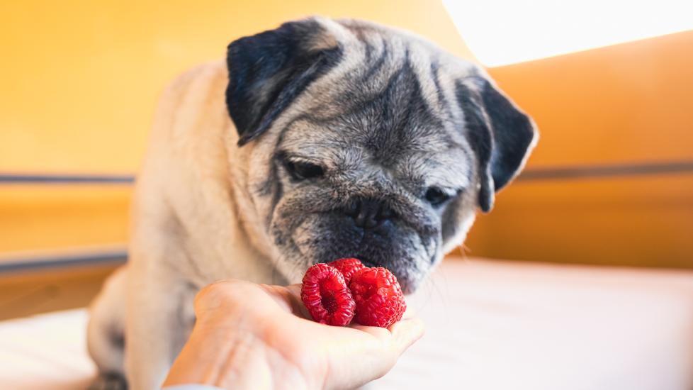 can dogs eat raspberries: pug sniffing raspberries