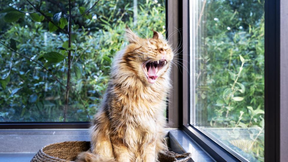 cat coughing; a cat opens their mouth to cough.
