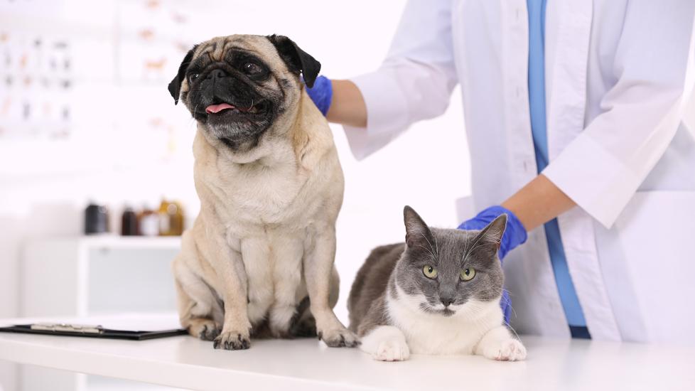 convenia for cats and dogs: dog and cat at the vet clinic