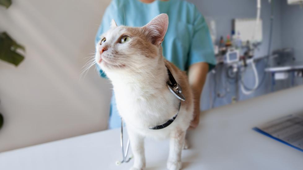 cost to neuter a cat; a cat is examined by a veterinarian.