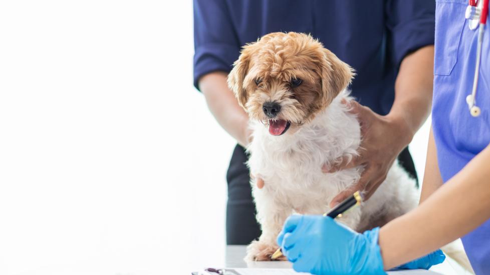 dog allergy tests; a dog is examined by their veterinarian for allergies.