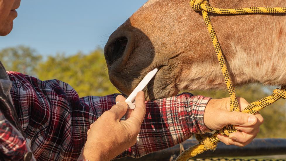 Horse getting dewormer from a horse owner