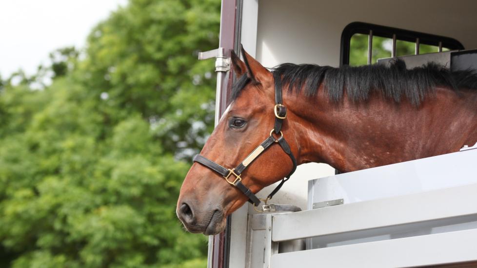 Horse looking out of a trailer
