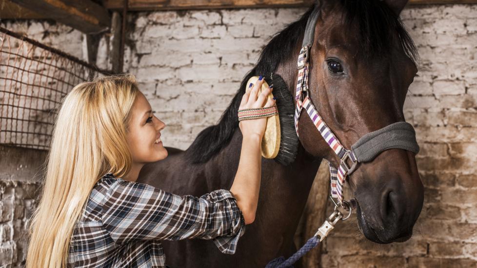 Woman grooming a horse