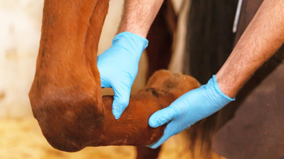 Veterinarian checking horse’s legs
