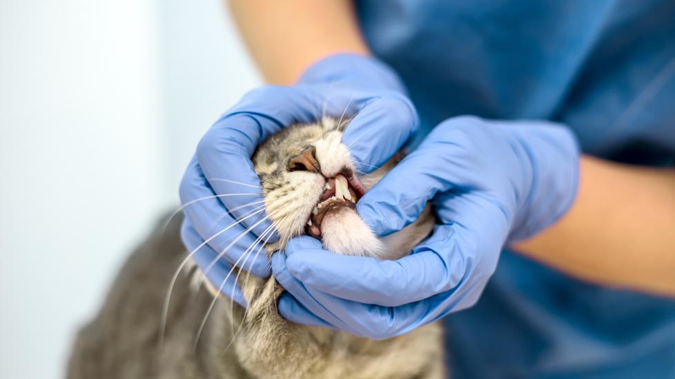 pale gums in cats; a vet examines a cat’s gums.