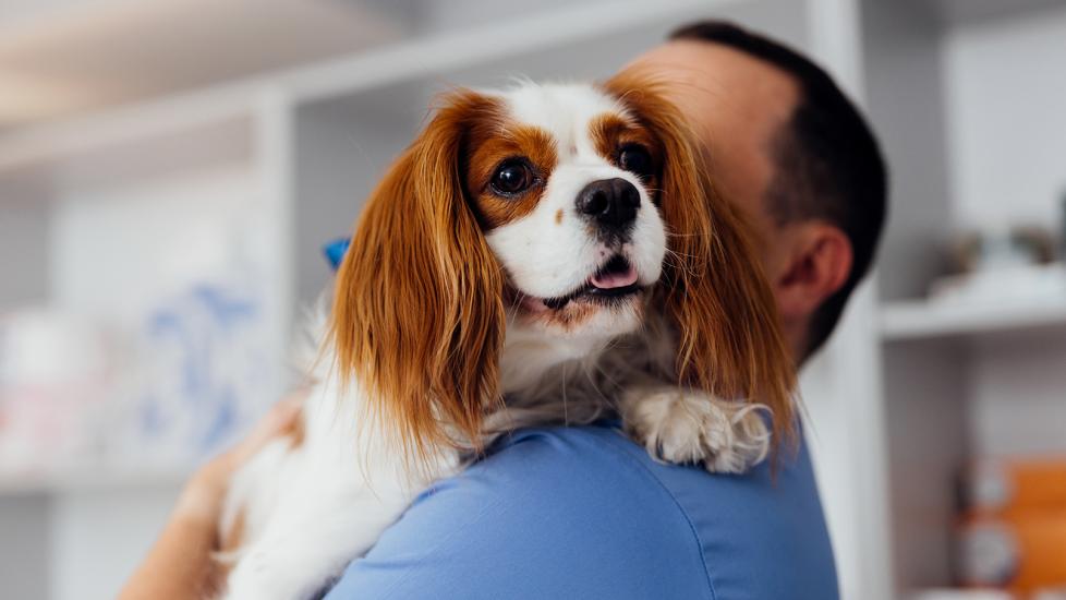 upcard-ca1 for dogs: veterinarian holding dog