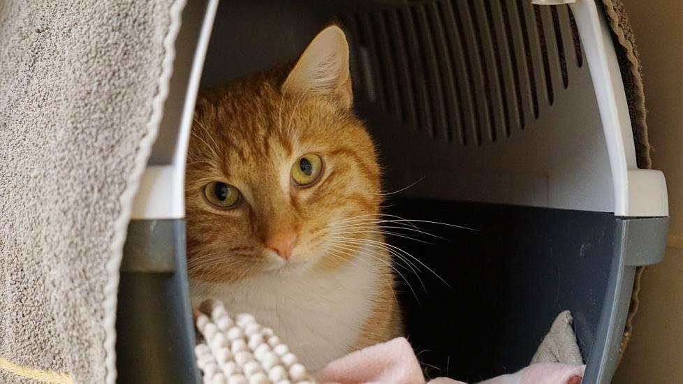 An orange tabby cat sits in a cat carrier. Learn what to pack in a cat emergency kit.