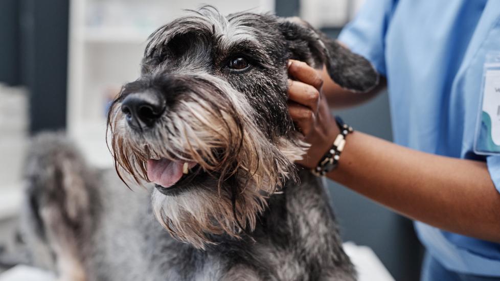AAHA; a dog is examined by their veterinarian.