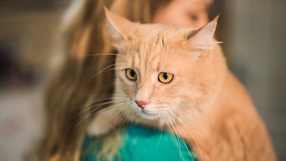 Woman holding an orange maine coon cat, who looks sad. Learn if you can hurt a cat’s feelings.