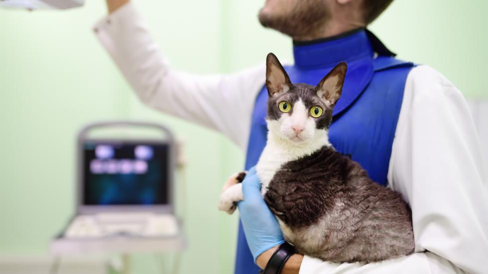 Veterinarian preparing a cat for imaging as part of cancer screening in cats, using protective gear and diagnostic equipment.