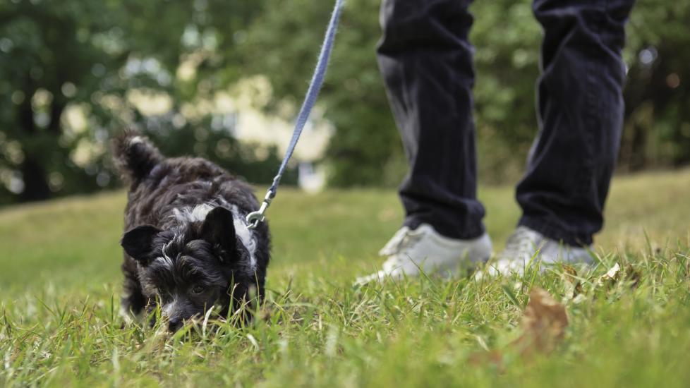 dog sniffing benefits; dog takes a scent walk during an afternoon stroll.