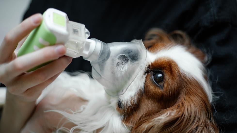 dog coughing; a coughing dog gets inhalation nebulizer treatment.