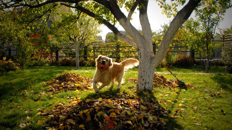 dog runs around tree with toy in mouth during fall season