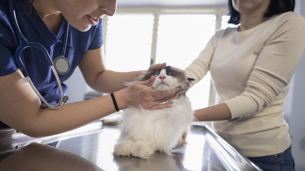 cat nosebleed; a vet examines a possible bloody nose in a cat.