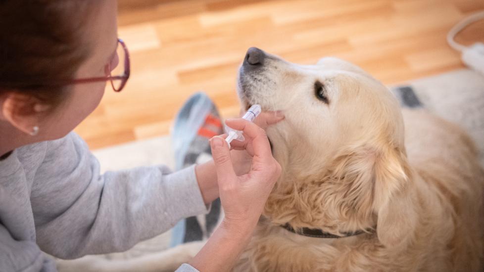 trazodone for dogs; a dog is administered a compounded liquid version of trazodone medication at home.