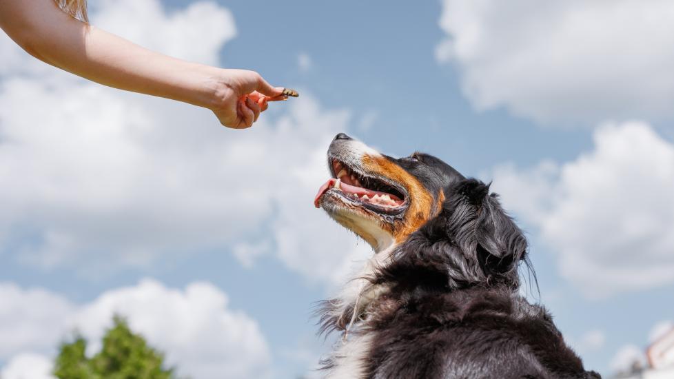A happy dog enjoys a treat for a healthier skin and coat.