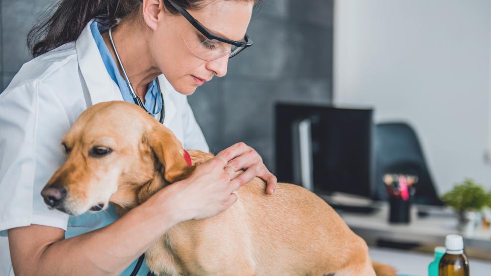lipoma in dogs; a veterinarian examines at dog for lipomas.