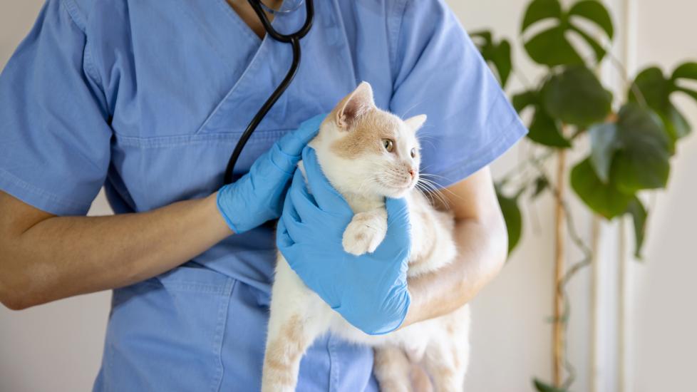 acid reflux in cats; a vet holds a cat during an examination.
