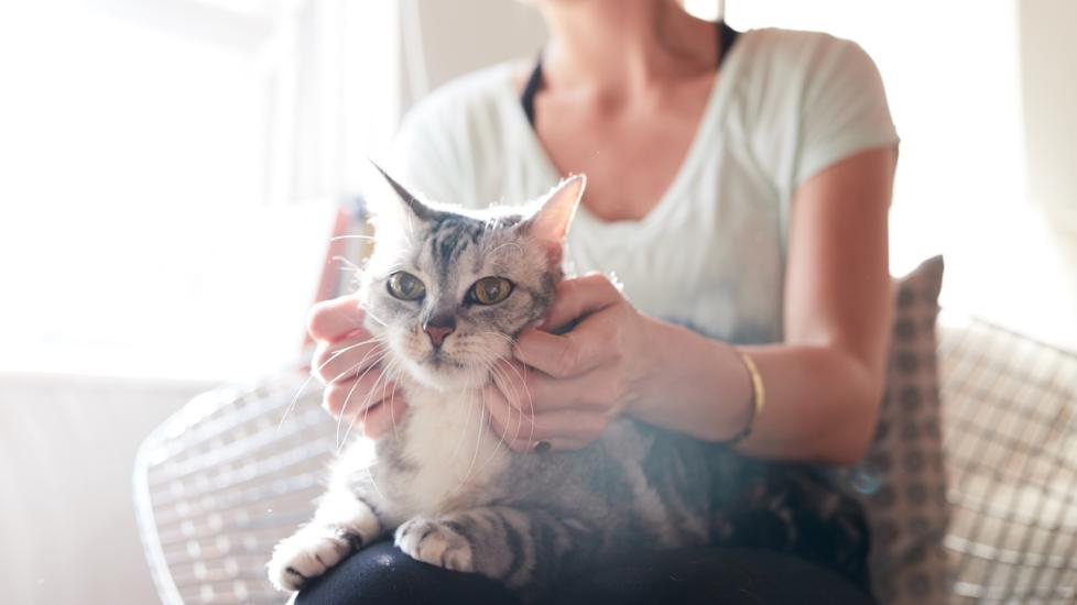 A gray and white tabby being petted while sitting on a woman’s lap. Learn about adopting a senior cat.