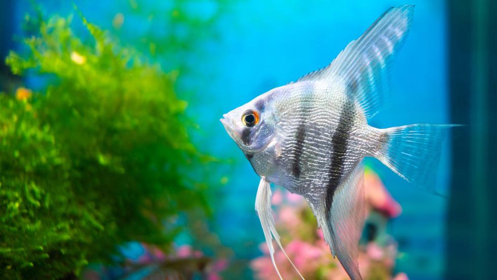 angelfish swimming in aquarium