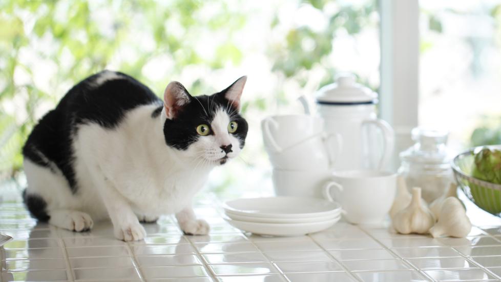 can cats eat garlic: cat standing next to garlic on kitchen counter