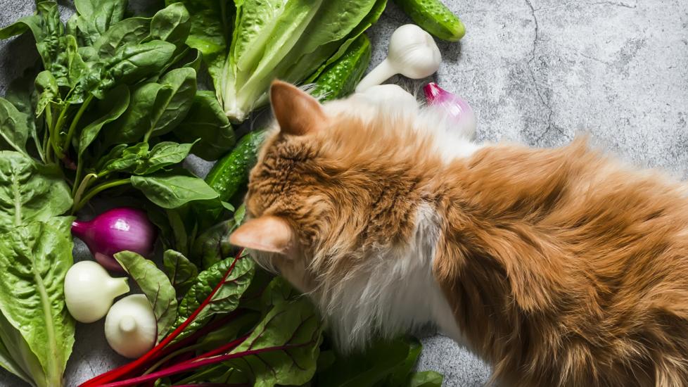 can cats eat onions: cat sniffing white and red onions
