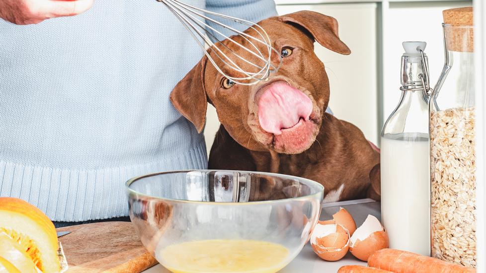 can dogs eat eggs: dog looking at bowl of mixed egg yolks