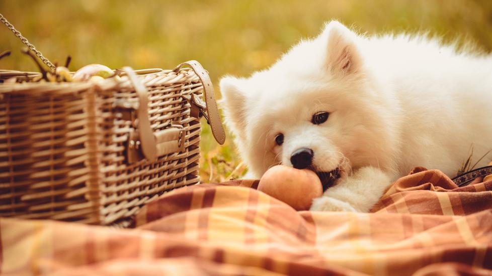 can dogs eat peaches: dog chewing on peach on picnic blanket