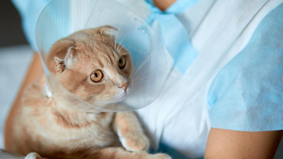 Cat Spay: Benefits, Cost, and How To Prepare Your Cat PetMD
