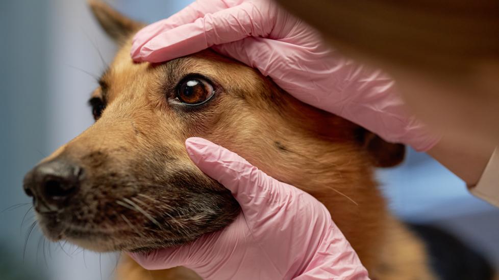 conjunctivitis in dogs; a veterinarian examines a dog’s eye for conjunctivitis.