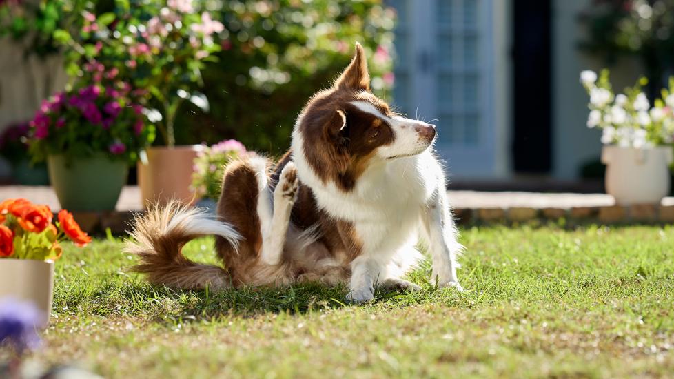 diphenhydramine for dogs: dog scratching in backyard