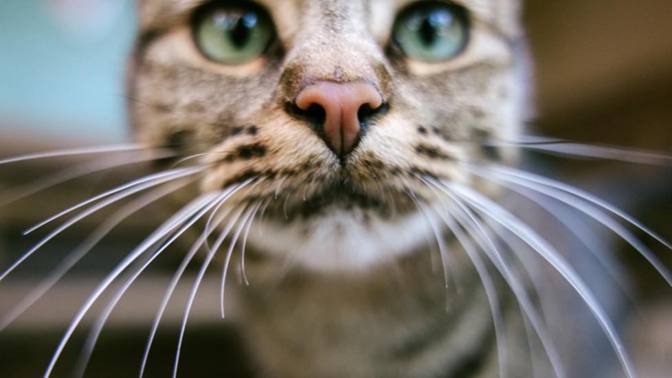 close-up of a cat's nose and whiskers. learn fun facts about cat whiskers