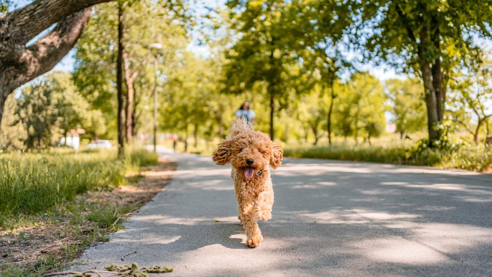 flea tick and heartworm pill for dogs; a dog runs outside with his pet parent behind him.