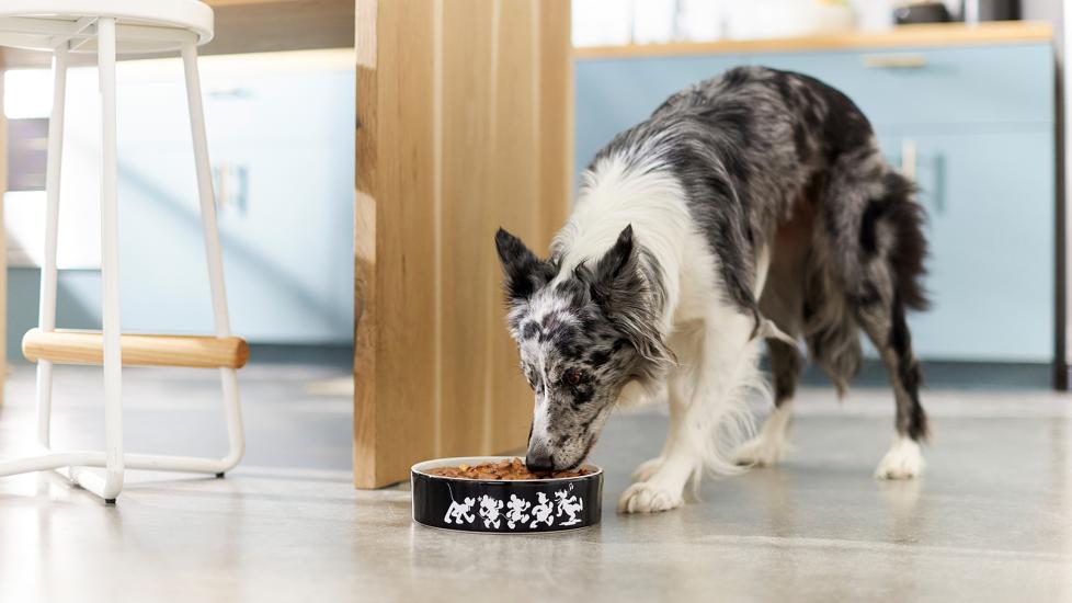 human-grade dog food: dog eating wet dog food