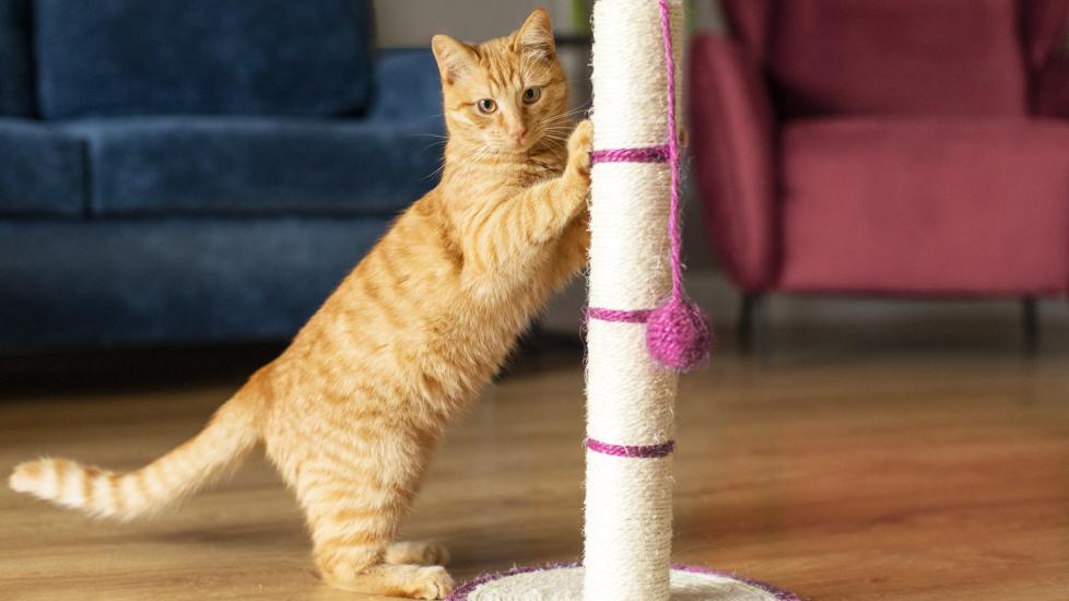 An orange tabby cat using a scratching post. Learn about declawing cats and alternatives.