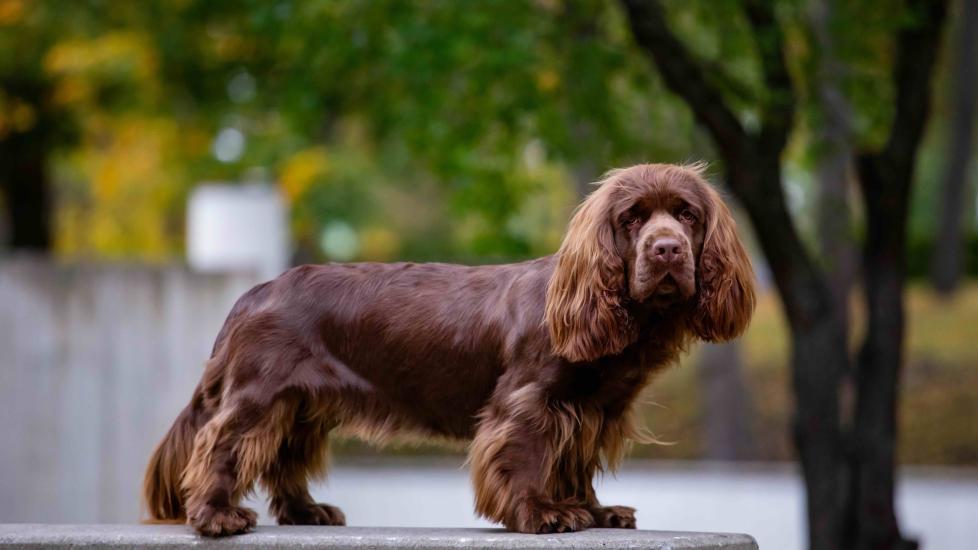 a sussex spaniel standing in a park