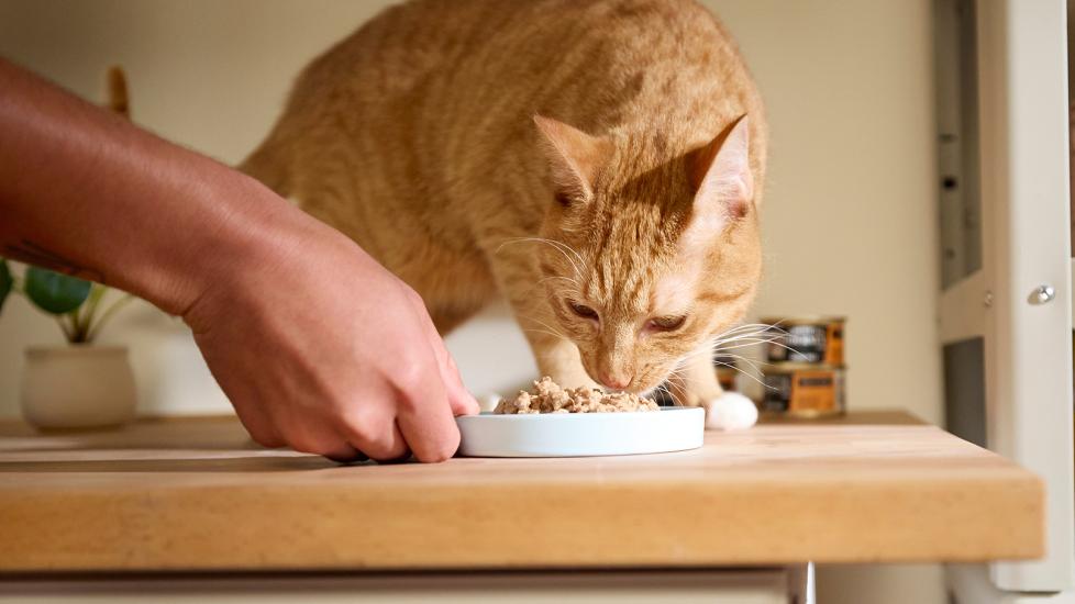 Wet Food Diet For Cat With Diarrhea Limited Ingredient Diet
