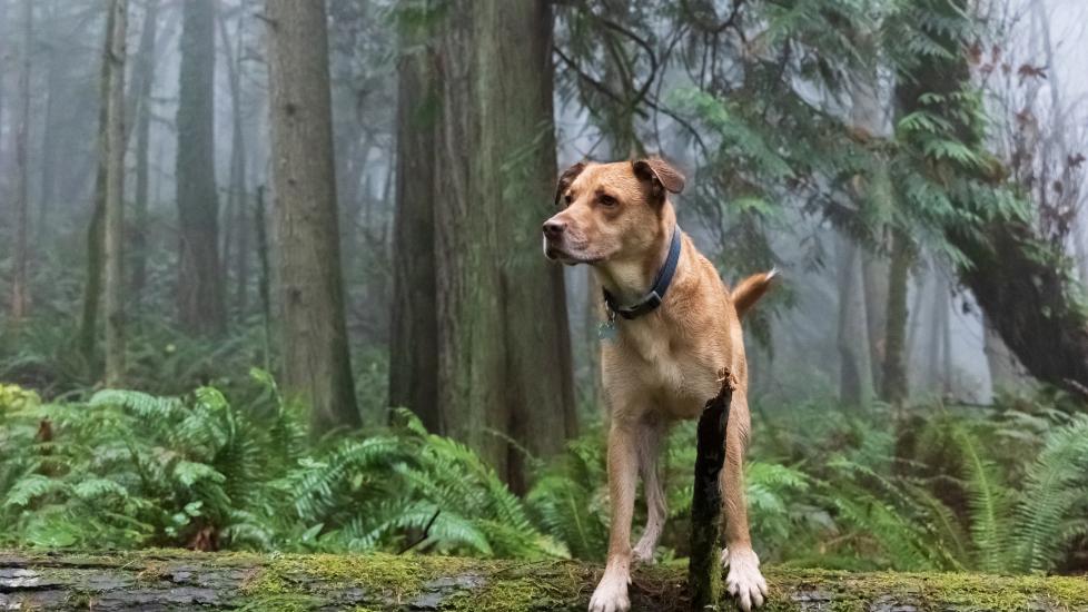 Dog wandering through forest