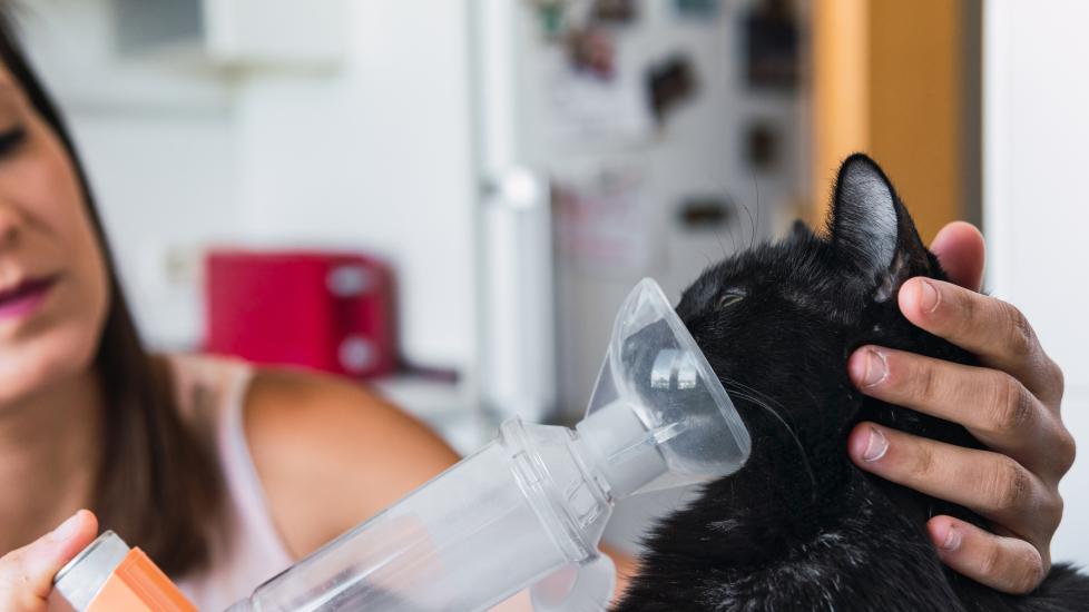 cat flu; a cat receives respiratory care through an inhaler for possible symptoms of the flu.