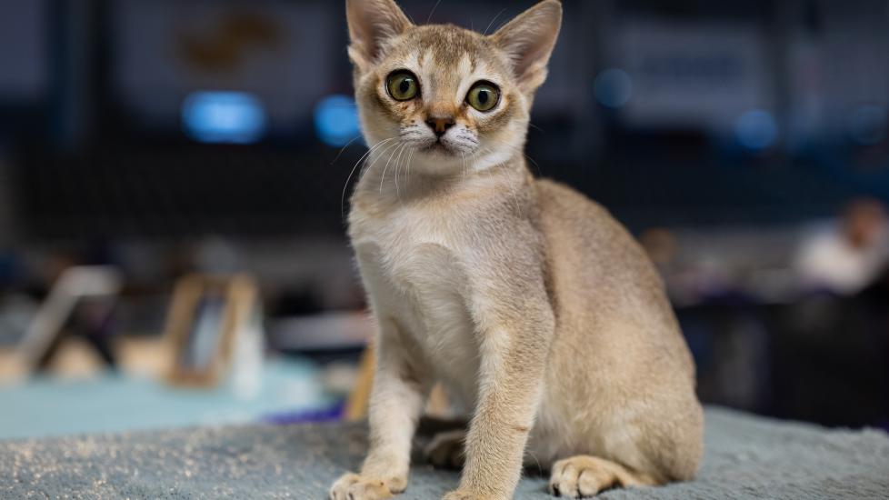 A small Singapura cat sits on a table.