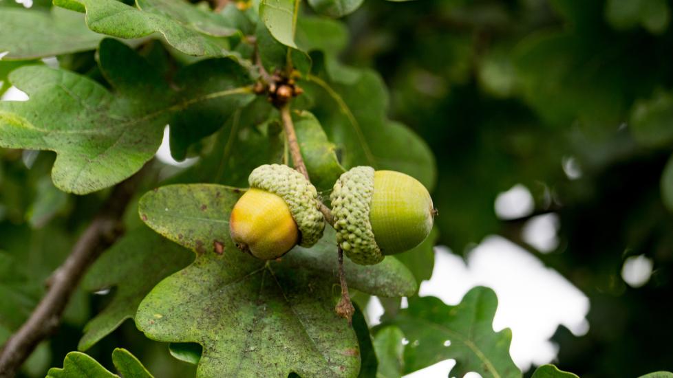Acorns on a branch