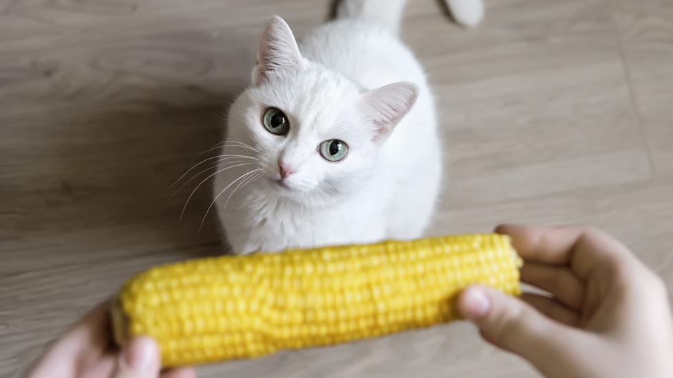 Can Cats Eat Corn? Benefits, Risks, and Feeding Tips PetMD
