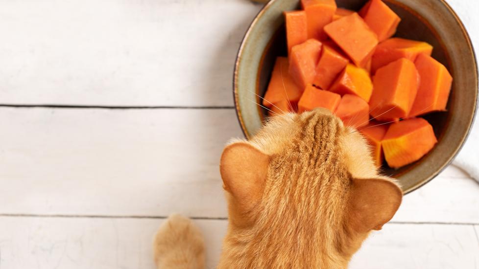can cats eat sweet potatoes: cat looking down at bowl of diced sweet potatoes