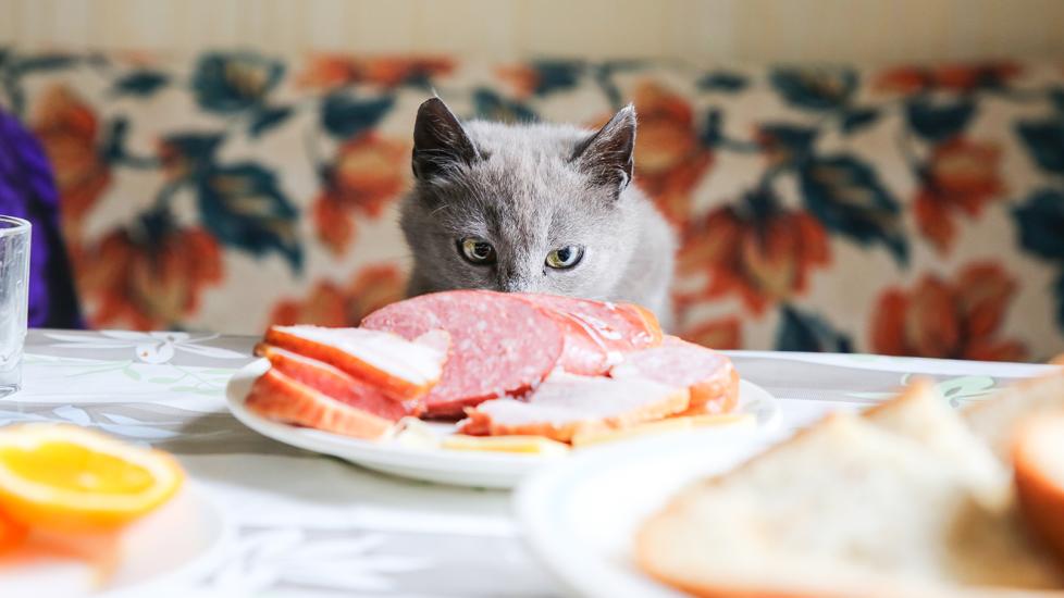 can cats eat turkey: cat staring at plate of sliced meats