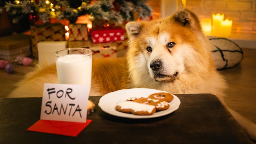 can dogs eat gingerbread: dog lying next to gingerbread cookie and glass of milk