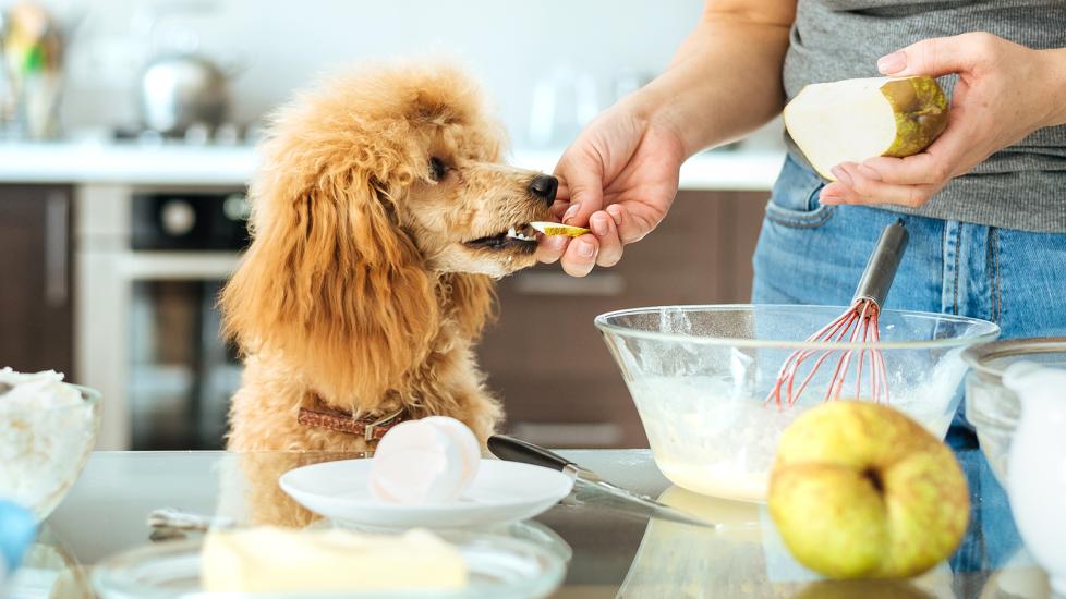 can dogs eat pears: woman feeding pear slice to dog