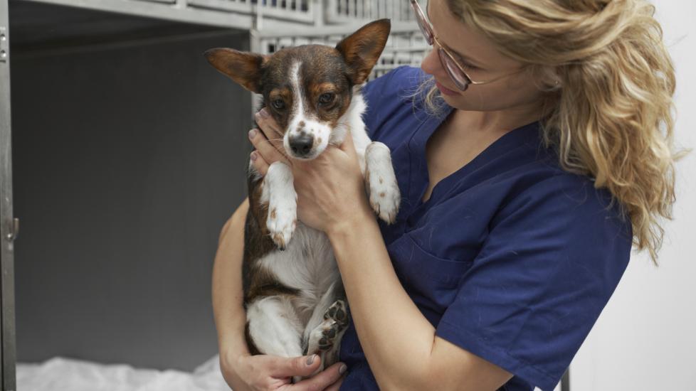 canine parainfluenza; a veterinarian takes a dog out of a crate.