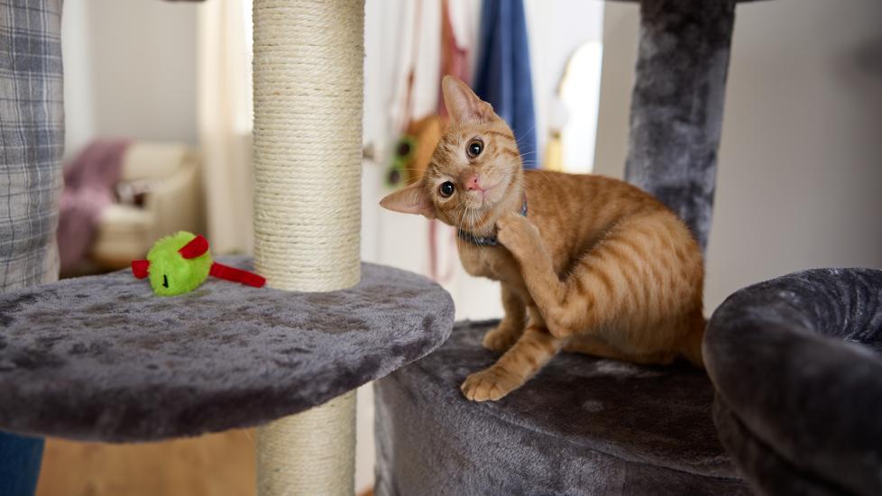 capstar for cats: cat scratching self