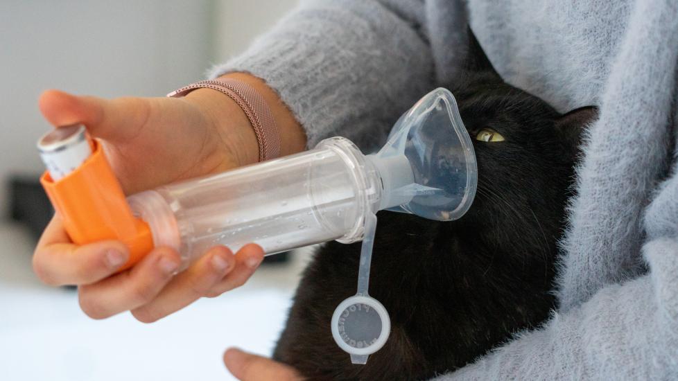 cat asthma; a cat uses an inhaler, a treatment for asthma in cats.